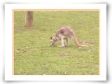 047 Kangoaroo1.jpg